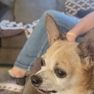 Adorable Chihuahua Portrait